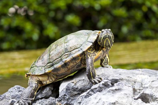 Turtle on rocks