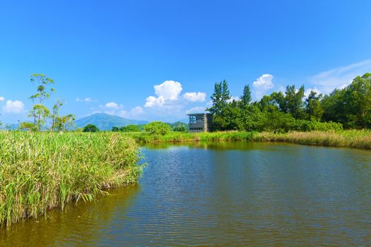 Wetland pond at day in Hong Kong