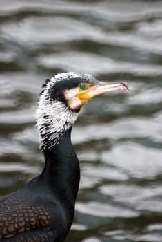  Great Cormorant in Malm�� harbour