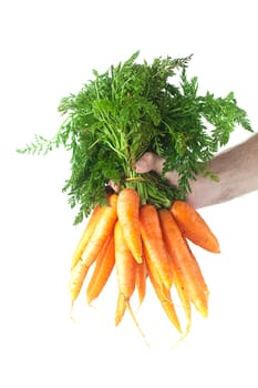 bunch of carrots with green leaves in a man hand isolated on white