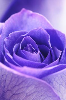 macro background of beautiful violet roses 