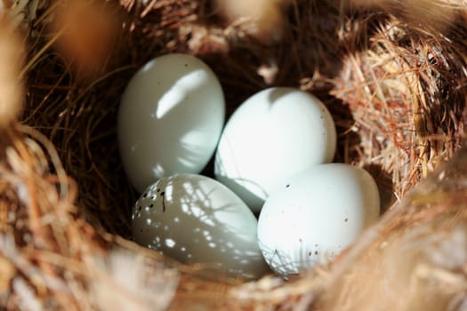 Four tiny bird eggs in a nest.
