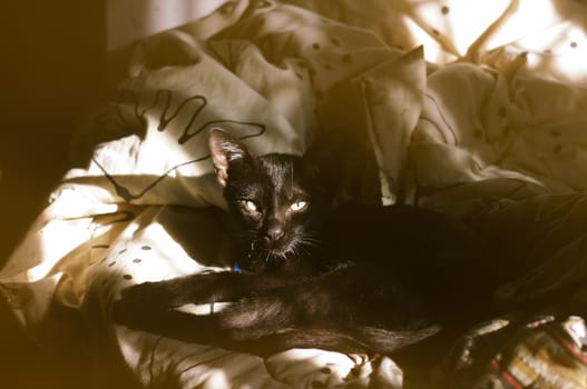 Lazy cat on bed with morning light