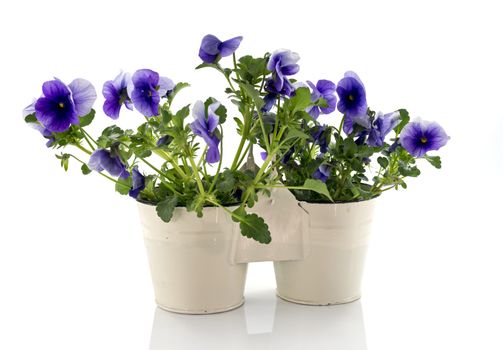 blue violet flowers in white metal buckets