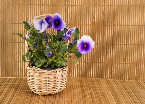 pink violet flowers on bamboo background