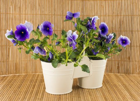 pink violet flowers on bamboo background