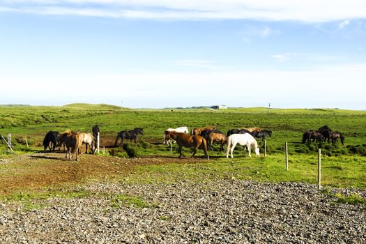 funny horses in the fields of Iceland