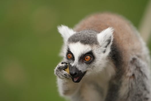 Ring Tailed Lemur