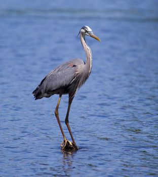 Great Blue Heron fishing in a pond