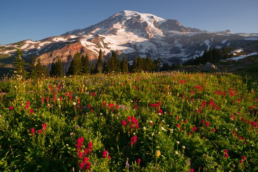 A dramatica and colorful view of Mt. Rainier with wildflowers in full bloom