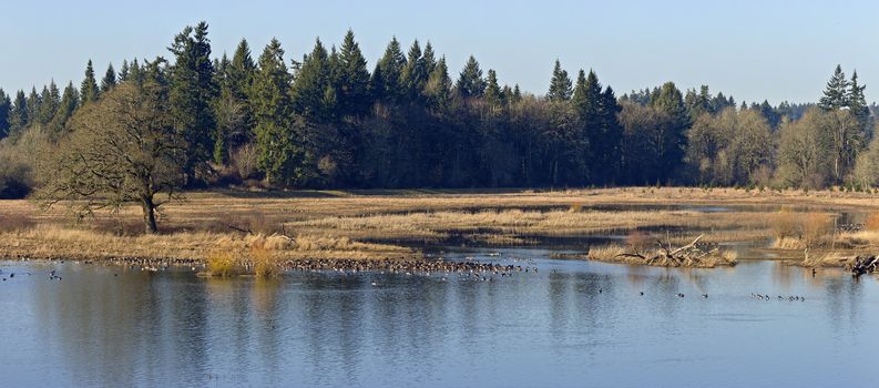 Tualatin national wildlife and refuge panorama Oregon.