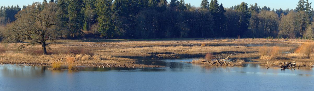 Tualatin national wildlife refuge panorama Oregon.