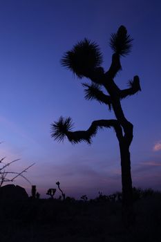 Joshua Tree Silhouette at Dusk