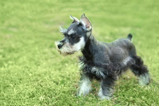 Cute Little Minuature Schnauzer Puppy Dog