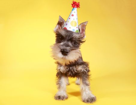 Cute Little Minuature Schnauzer Puppy Dog