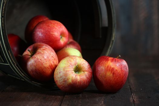 Rustic Barrel Full of Red Apples on Wood Grunge  Background