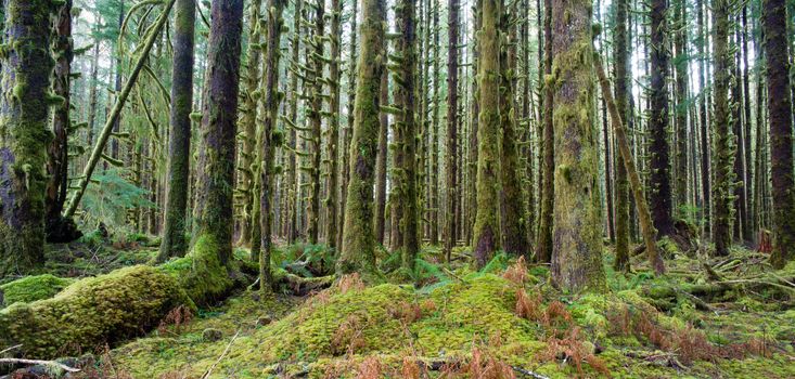 Trees growing in a tight pattern in a dense moss covered forest