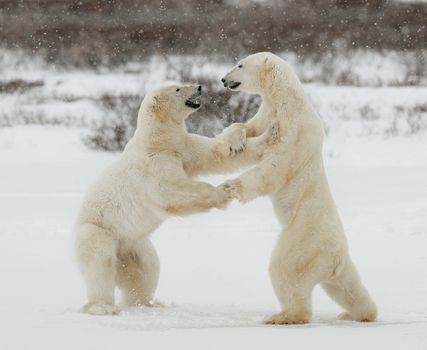 Two polar bears play fighting. Polar bears fighting on snow have got up on hinder legs.  
