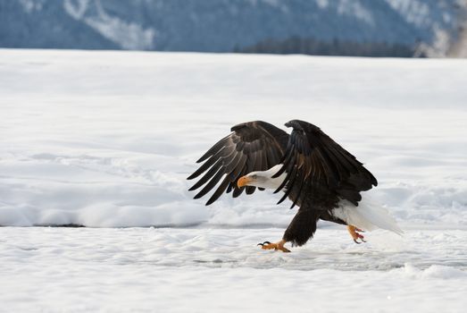 BALD EAGLE ( Haliaeetus leucocephalus )  eagle about to land . Chilkat River Alaska USA America . 
