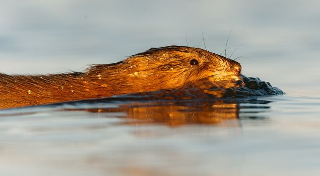 The muskrat (Ondatra Zibethica) swim on a sunset sunlight. 