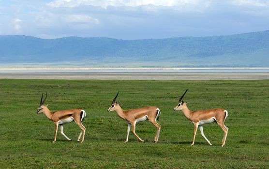 Three gazelles of the grandee synchronously go on a green grass in crater Ngoro Ngoro