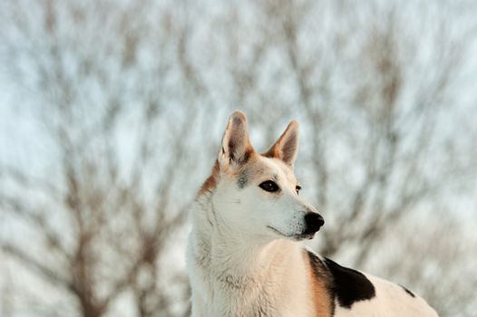 Winter portrait of a dog. Winter. Russia