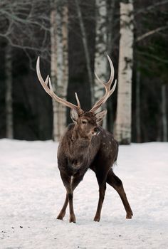 Winter / The red deer (Cervus elaphus)  in the snow . Europe