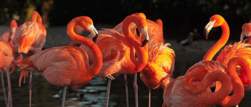 The American Flamingo (Phoenicopterus ruber) over beautiful sunset, flock of exotic birds at natural habitat, Cuba. Rio Maximo  park. Group of flamingos against a dark background in decline beams.  