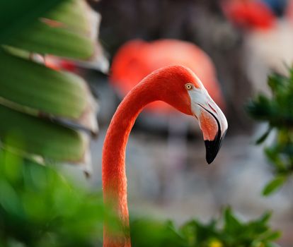 The American Flamingo (Phoenicopterus ruber) over beautiful sunset, flock of exotic birds at natural habitat, Cuba. Rio Maximo. Group of pink flamingos against a dark background in decline beams.  