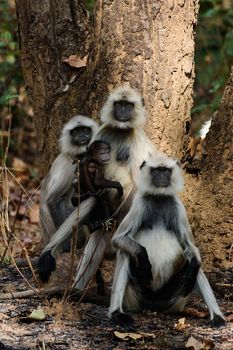 Family photo. The family photo Hanuman Langurs under a tree. India. Gray langurs or Hanuman langurs, (Semnopithecus entellus)