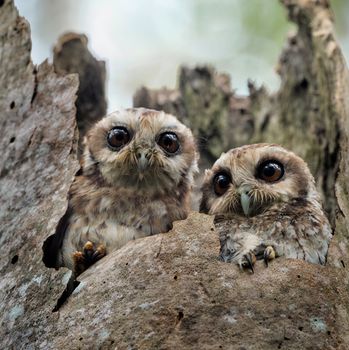 The Bare-legged Owl or Cuban Screech Owls (Gymnoglaux lawrencii) at a nest on a tree 