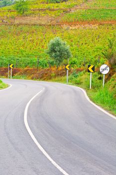 Asphalt Road between Hills Covered with Vineyard in Portugal
