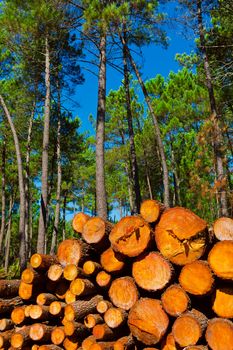 Logging in the Forest, Portugal