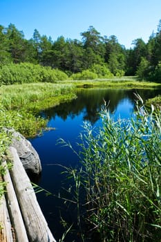 Forest lake under blue sky in summer