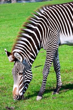 Nice close-up photo of young male zebra in zoo