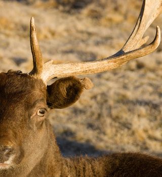 A young male Elk stays close to engage with photographer