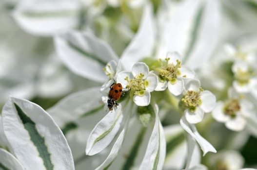 Ladybugs on white flower in spring at macro
