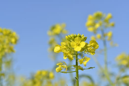 rapeseed flowers with water drop in autumn