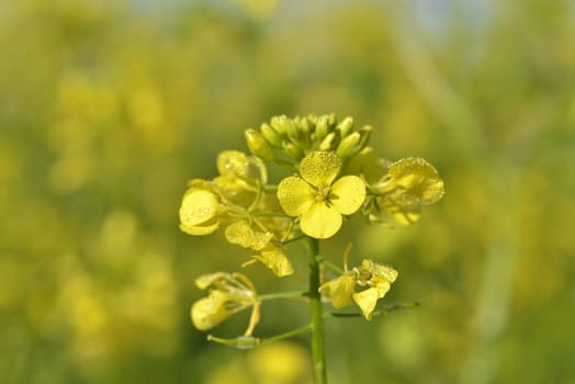 rapeseed flowers with water drop in autumn