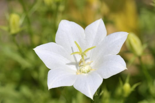 Campanula Carpatica in with flower in garden