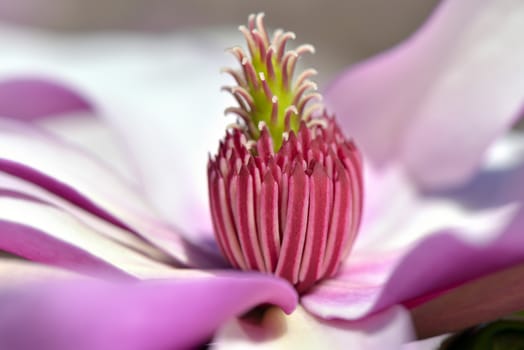 pink magnolia with large flowers close up 