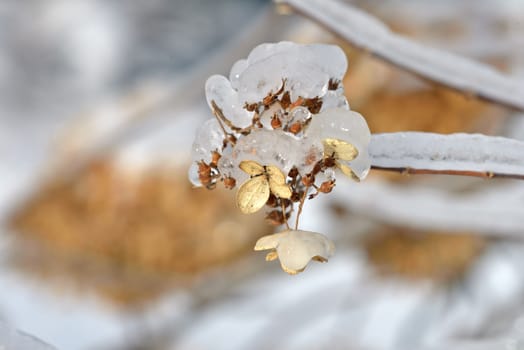 hydrangea flowers frosted