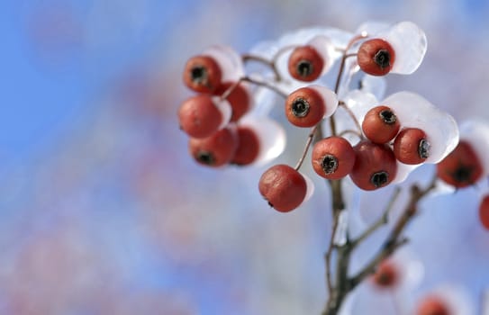 frosted red fruits in winter outdoor  bleu sky
