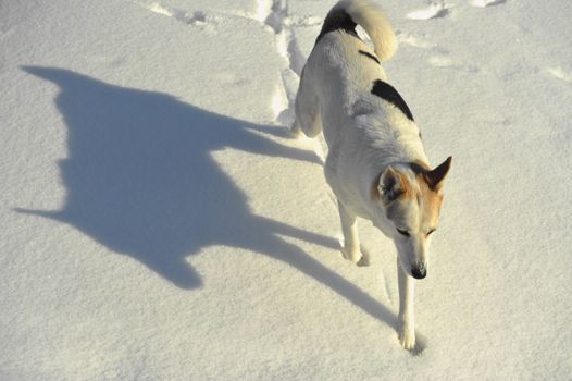 Dog walk on the snow with shadow.