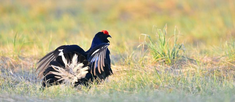 Lekking  black grouse (Lyrurus tetrix) early in the morning