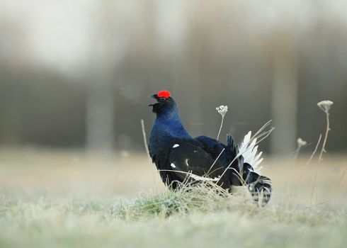 Lekking  black grouse (Lyrurus tetrix) early in the morning