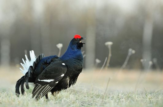 Lekking  black grouse (Lyrurus tetrix) early in the morning