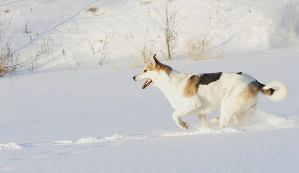 Husky quickly runs on snow.