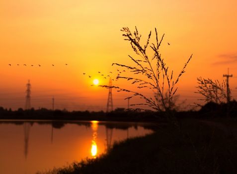 Sunset at the river with Flock of birds flying to the nest