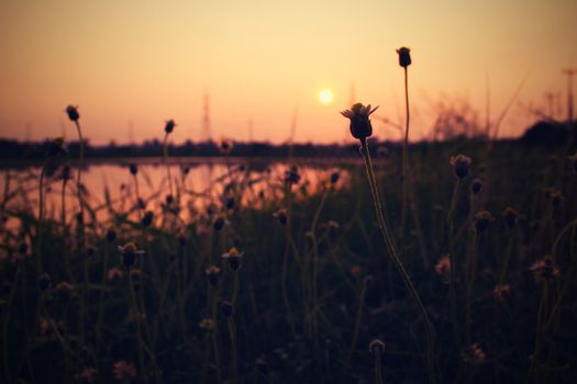 Field of flowers with Sunset at the river